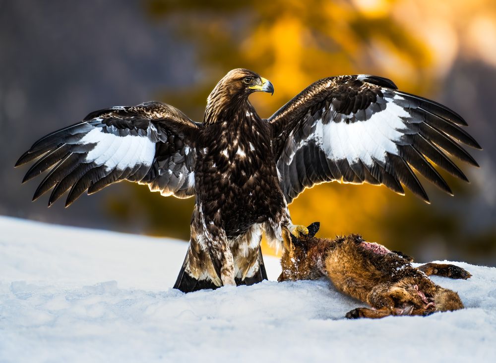 Photograph by Marius Karlsson