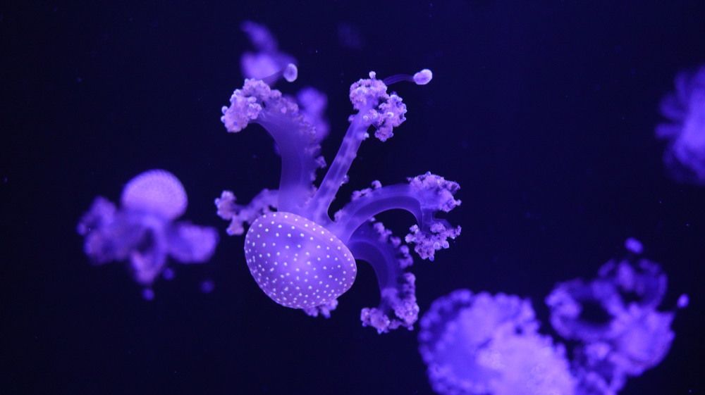 Jellyfishes