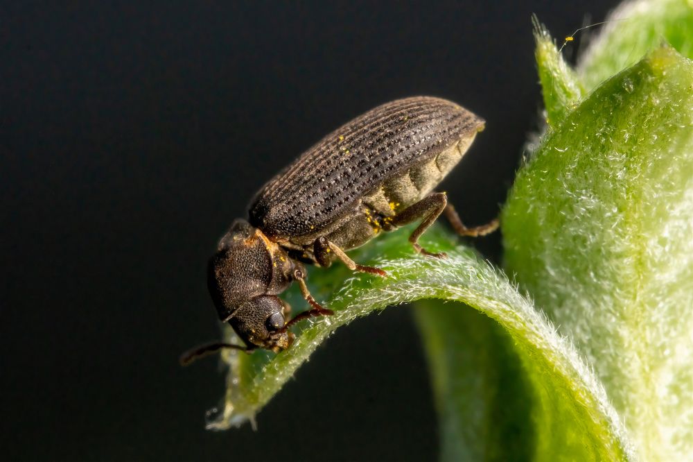 Фотография автора Ruslan Badykov