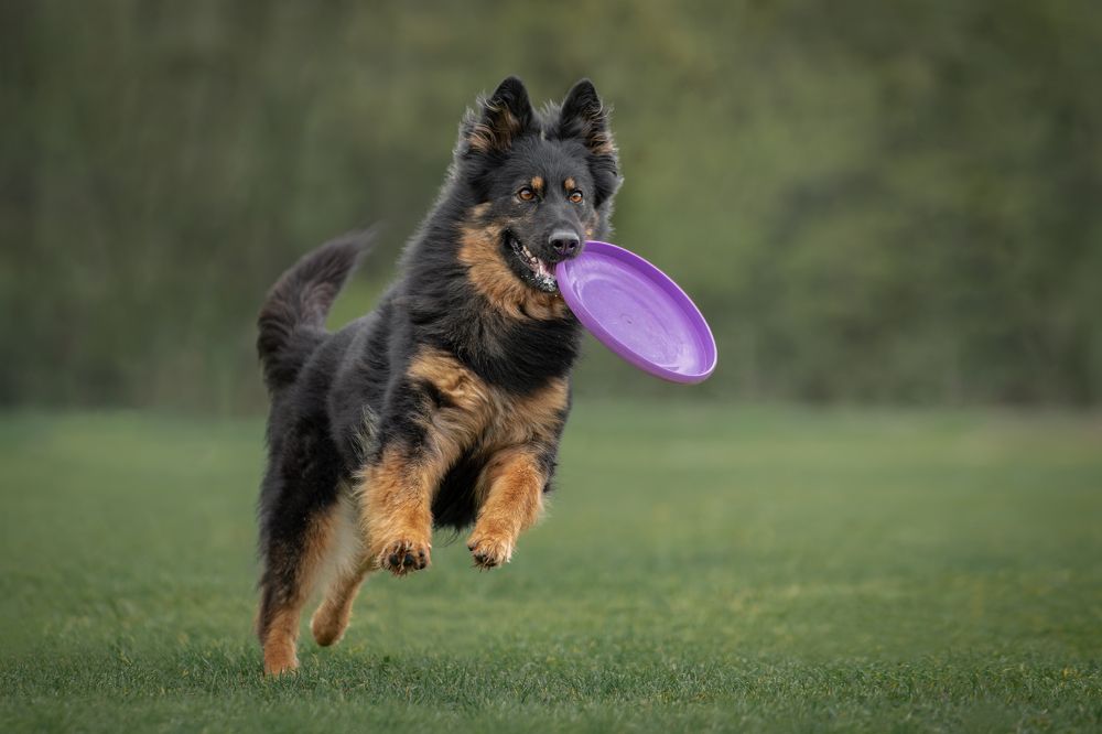 Фотография автора Krisztián Csalami