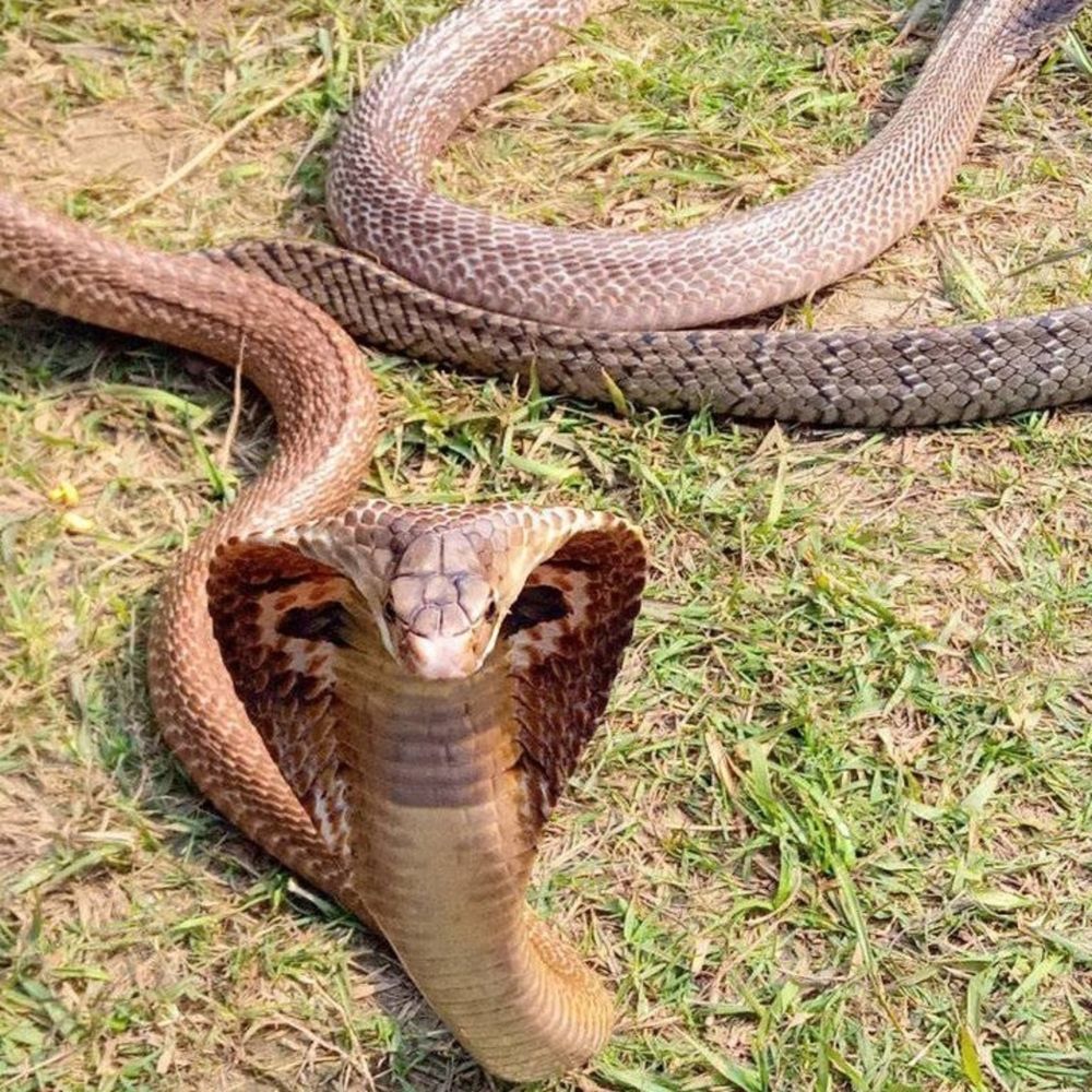 Photograph by Md Rizwanullah Shuvo