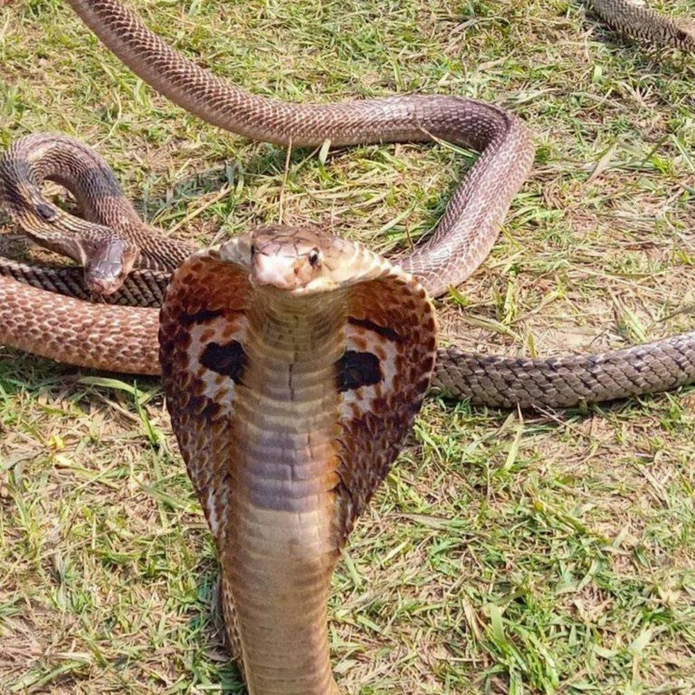 Photograph by Md Rizwanullah Shuvo