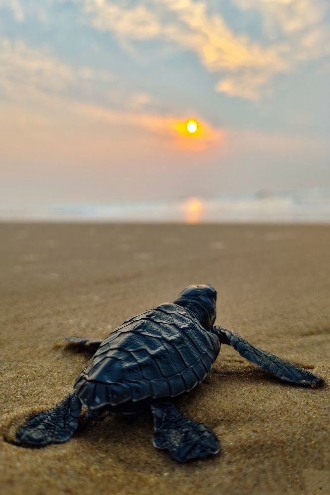 Photograph by SAPTARSHI DASGUPTA