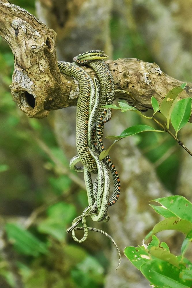 Photograph by SAPTARSHI DASGUPTA