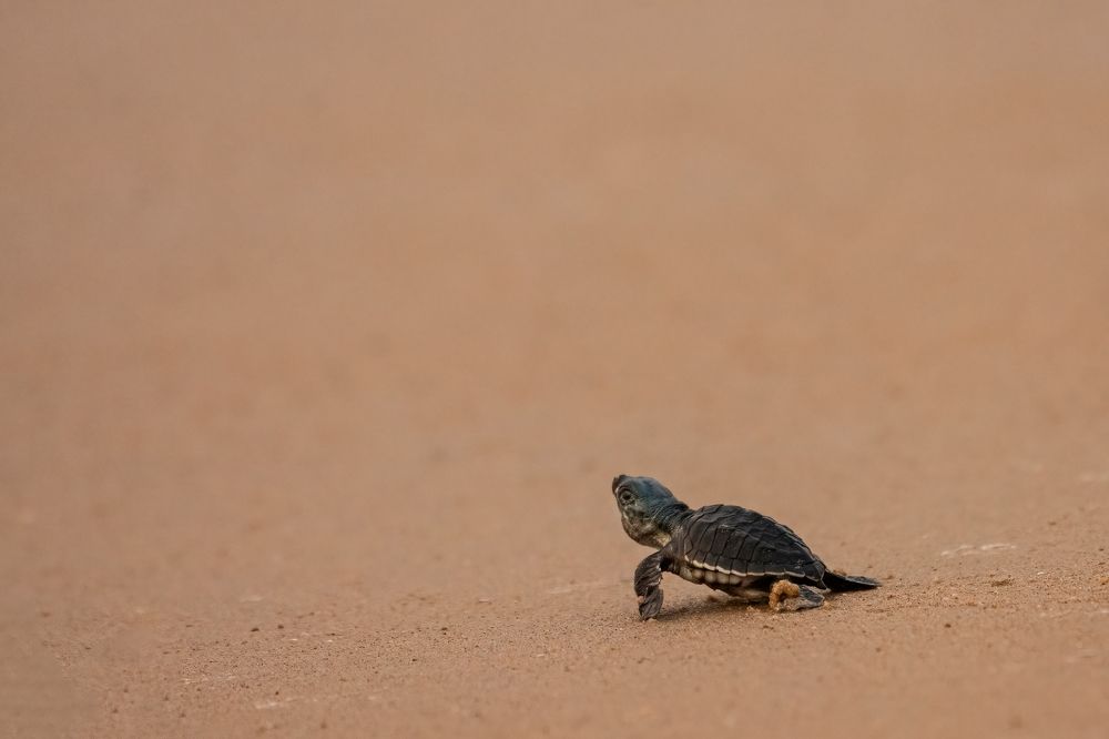 Photograph by SAPTARSHI DASGUPTA