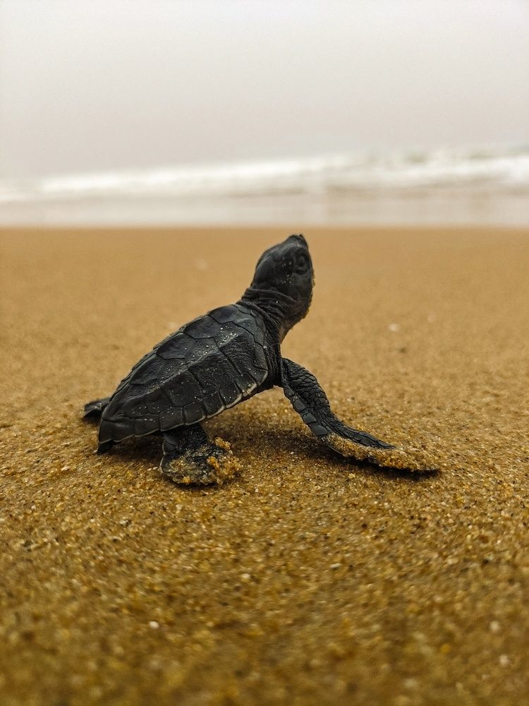 Photograph by SAPTARSHI DASGUPTA