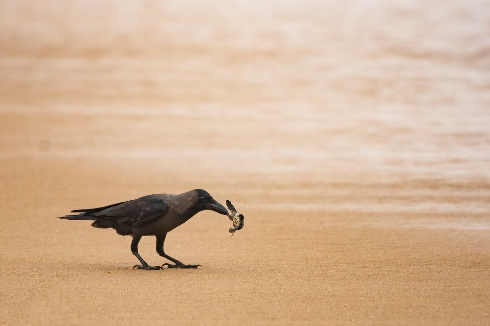 Photograph by Saptarshi Dasgupta