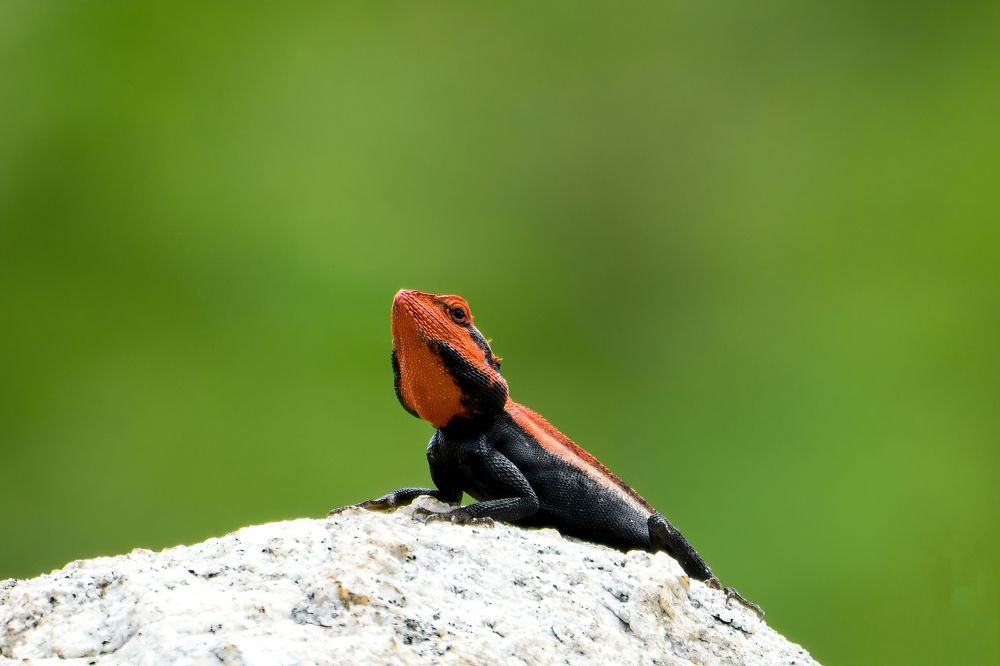 Peninsular Rock Agama