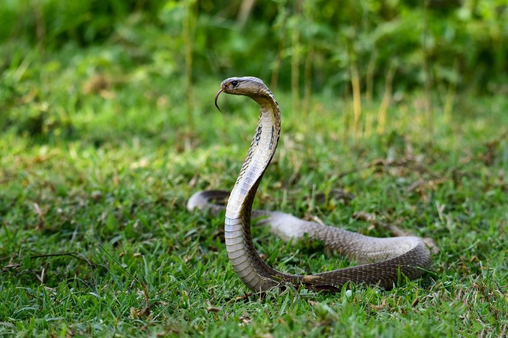 Photograph by Saptarshi Dasgupta
