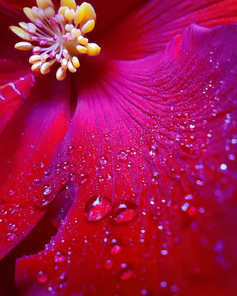 Photograph by Аlina BRAZIUL