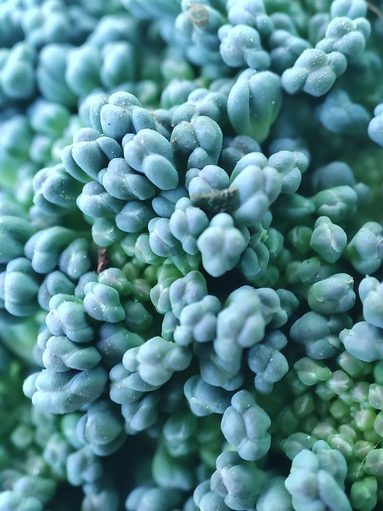 broccoli