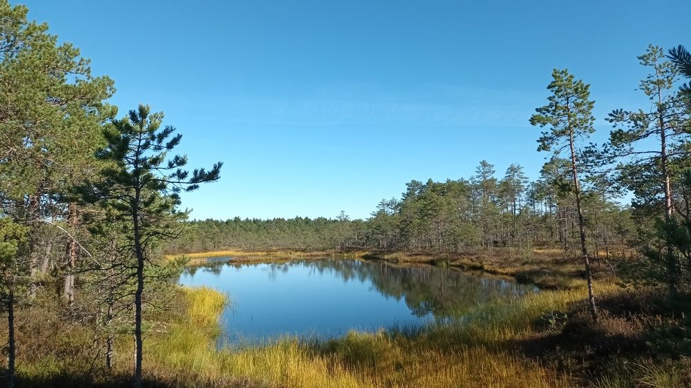 . БОЛОТНОЕ ОЗЕРЦО.