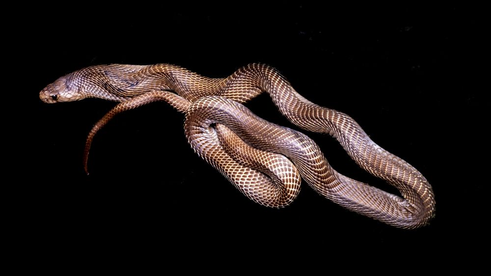 Photograph by Vishal Vilas Lokare