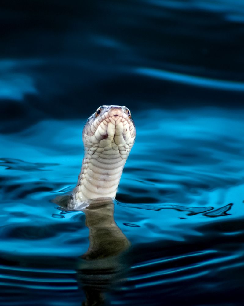 Photograph by Vishal Vilas Lokare