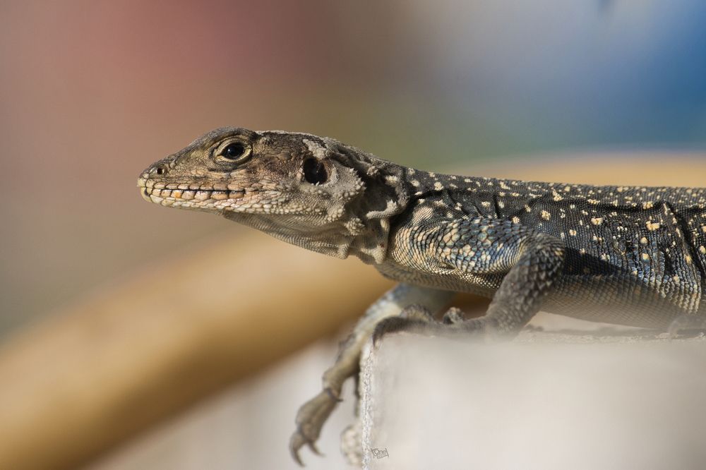 Фотография автора Ashir Kumar