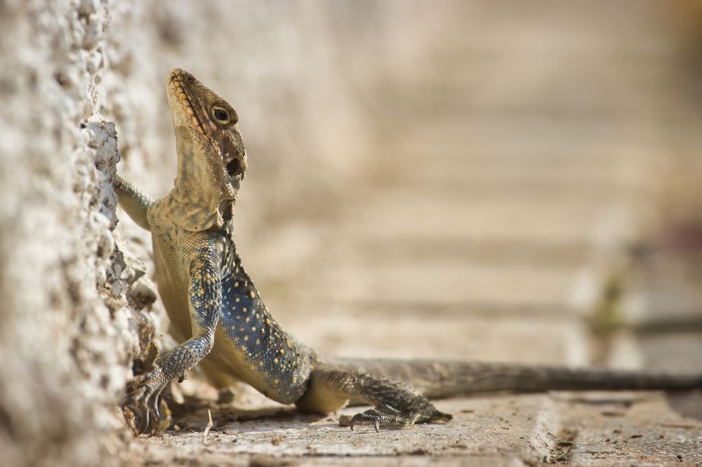 Фотография автора Ashir Kumar