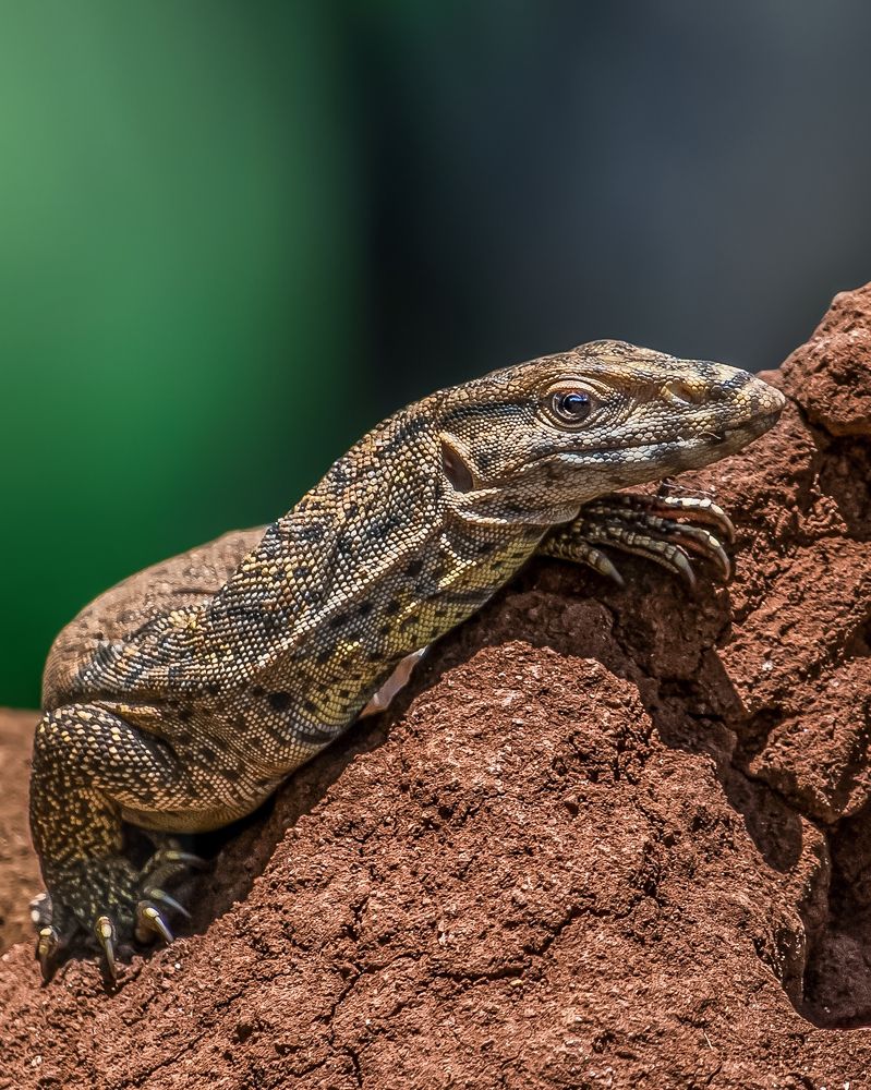 Photograph by Vishal Vilas Lokare