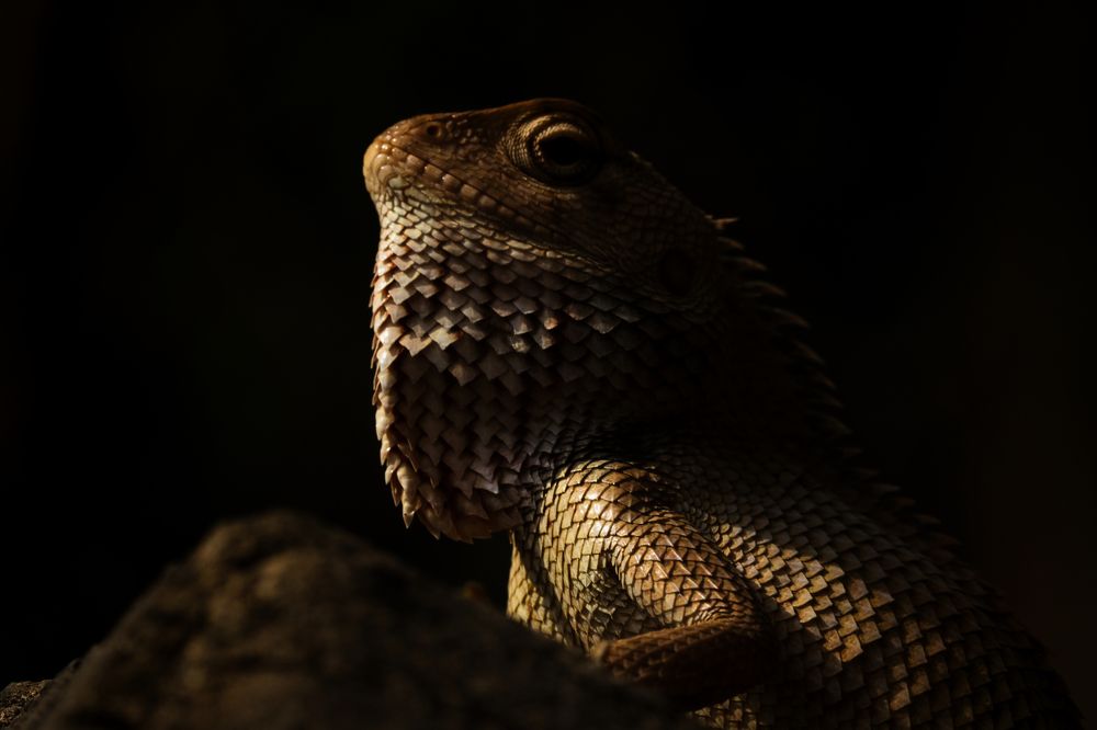 Фотография автора Ashir Kumar