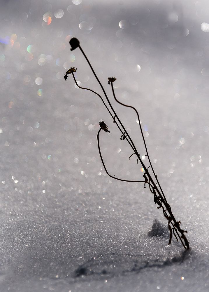 Фотография автора Ирина Осадчая