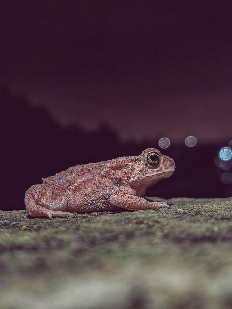 Photograph by Vijayakumar