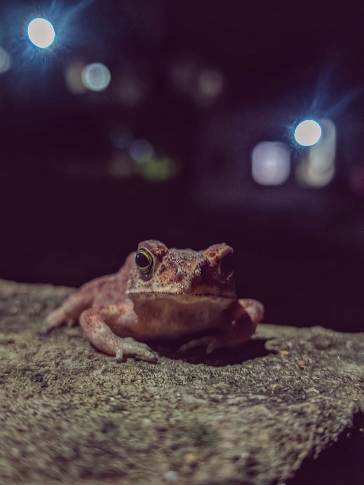 Photograph by Vijayakumar