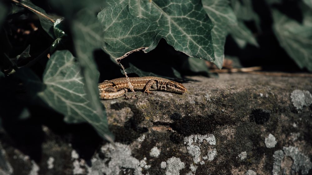 Photograph by Левичев Валетнин