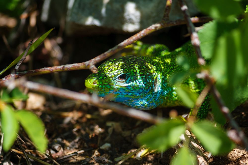 Photograph by Jovan Vidakovic