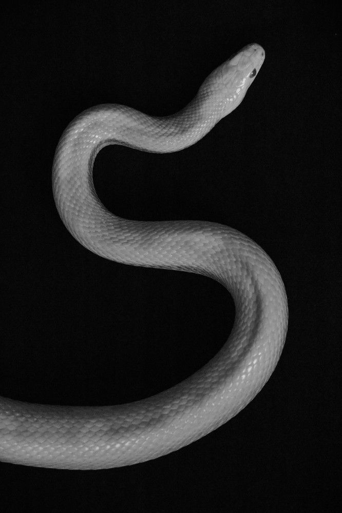 Photograph by Рондак Ульяна