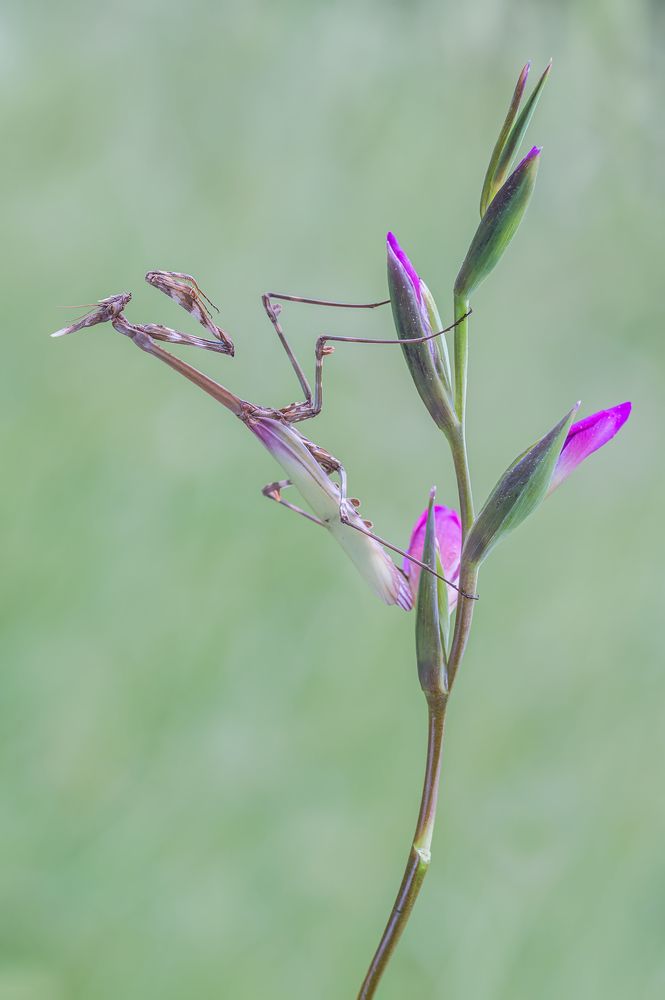 Photograph by Massimo Tamajo