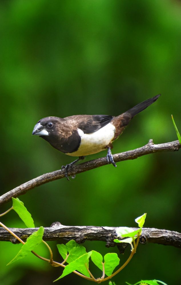 Photograph by Subrata Das