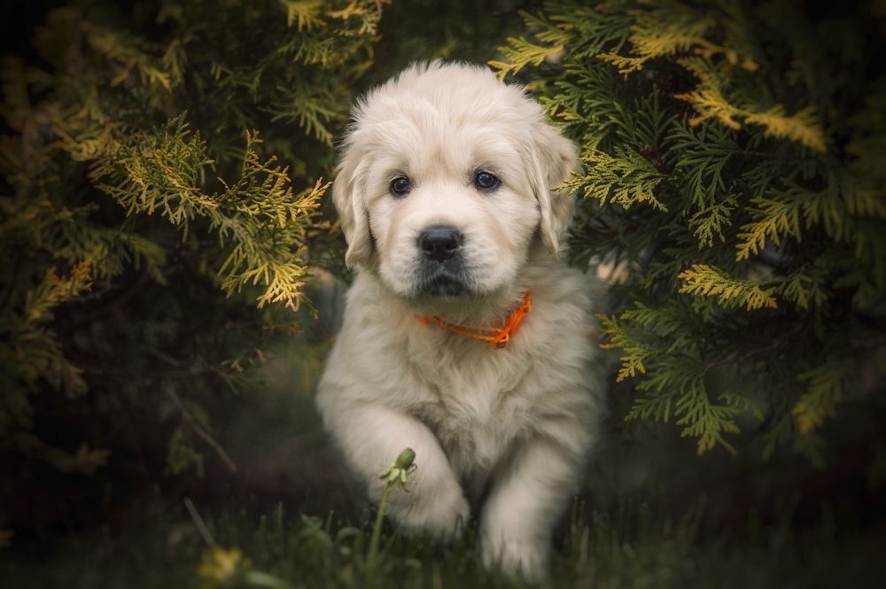 Photograph by Елена Раздвилова