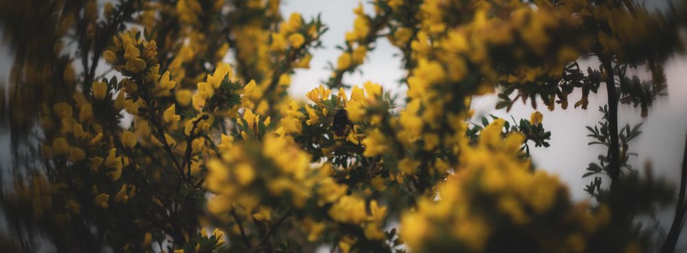 Bumblebee in the yellow portal