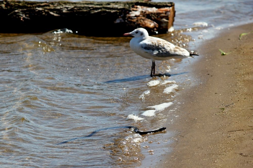 Photograph by Александр Бугаенко