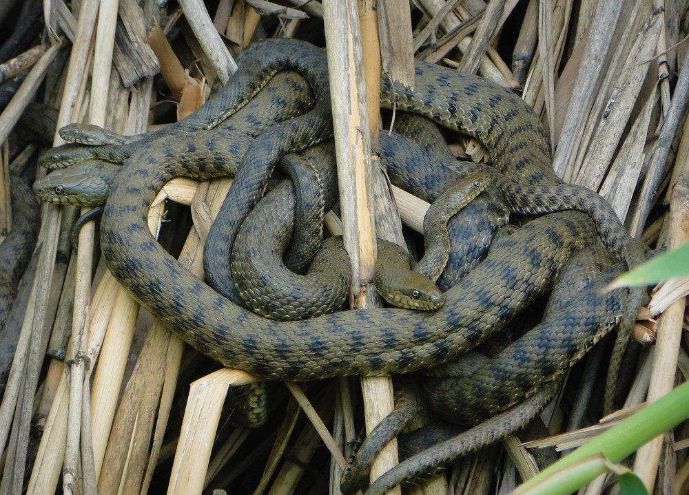 Photograph by Оксана Архипова