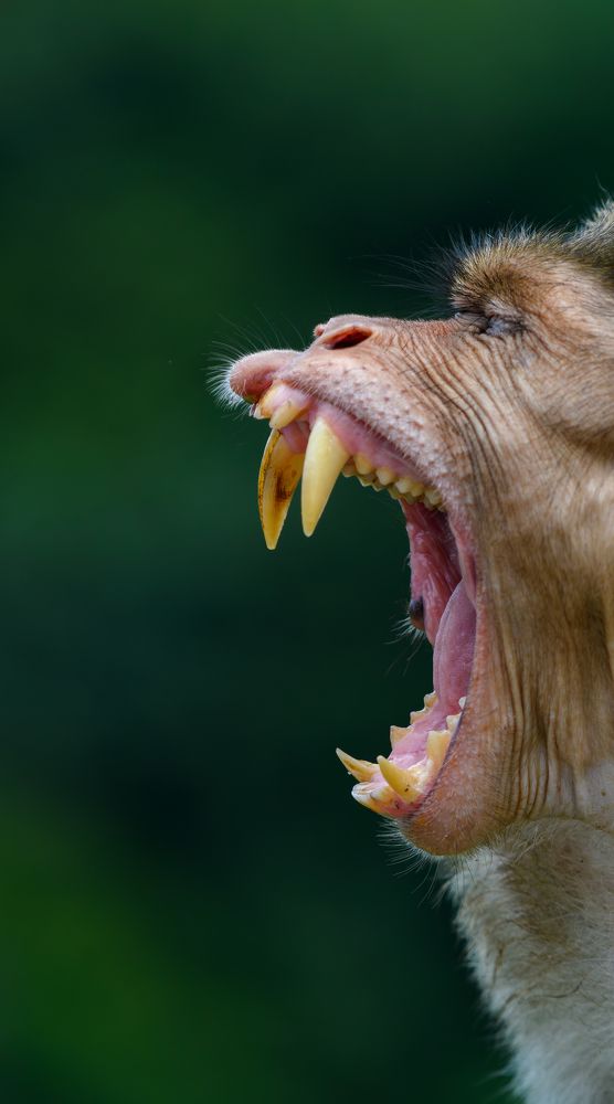 Photograph by Sooraj Rajan Sugandhamony