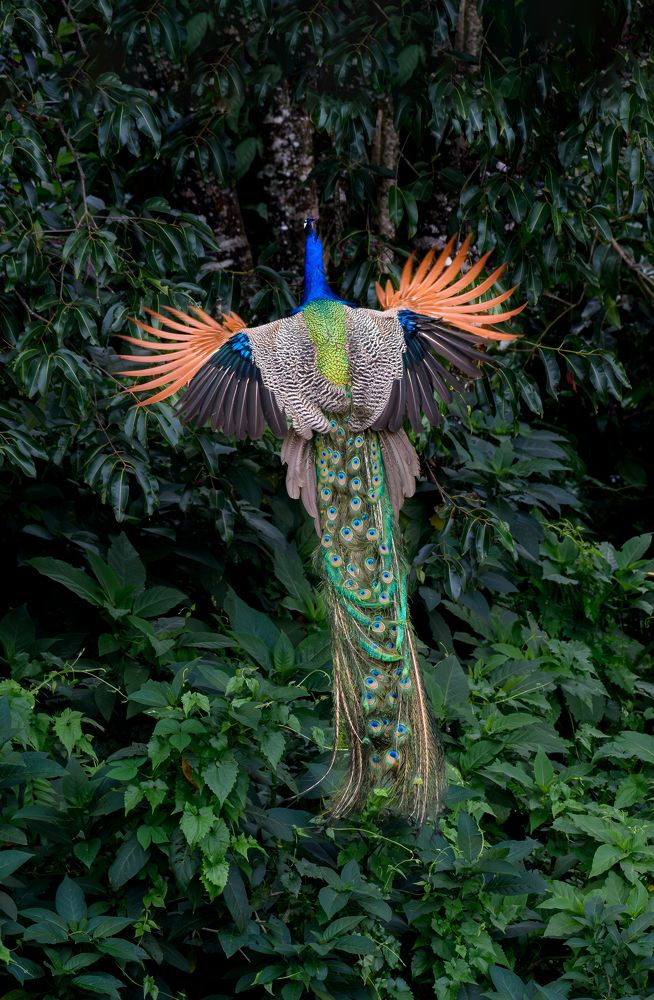 Photograph by Sooraj Rajan Sugandhamony