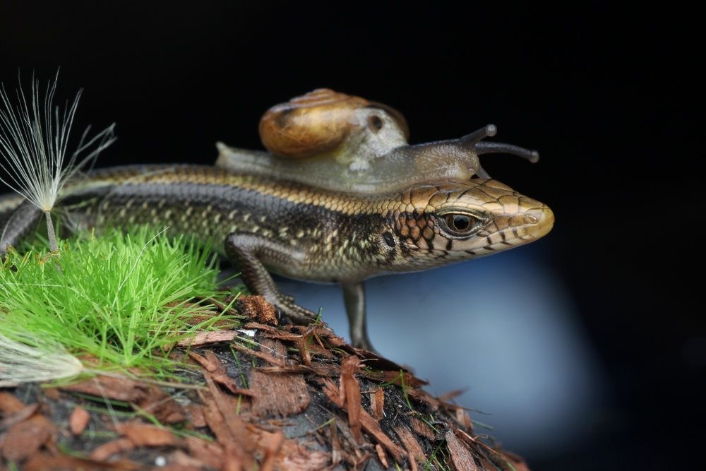 Фотография автора Y.P Agung