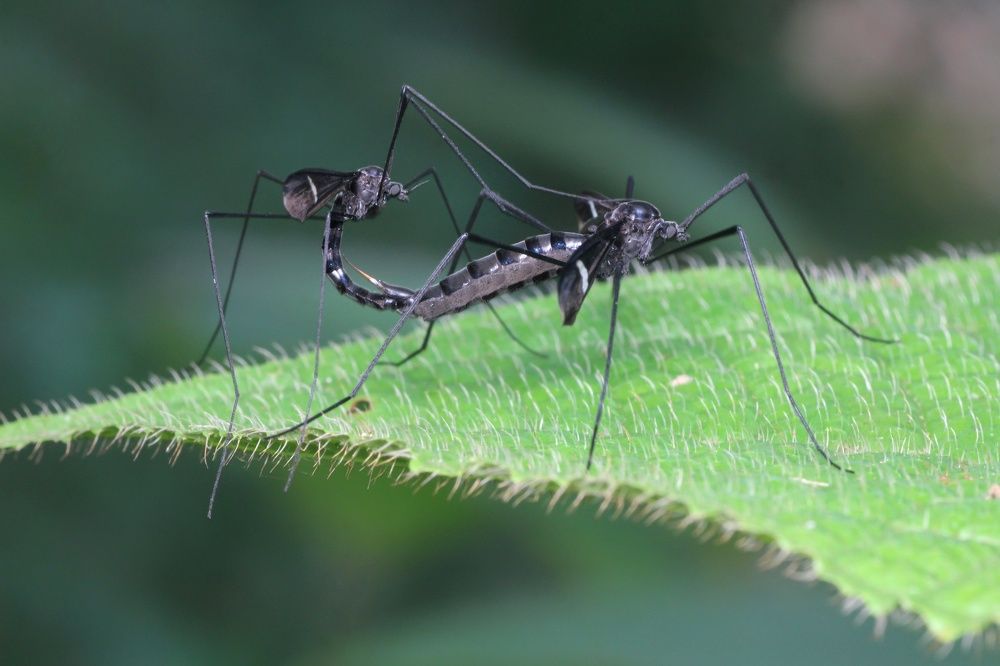 Фотография автора Y.P Agung