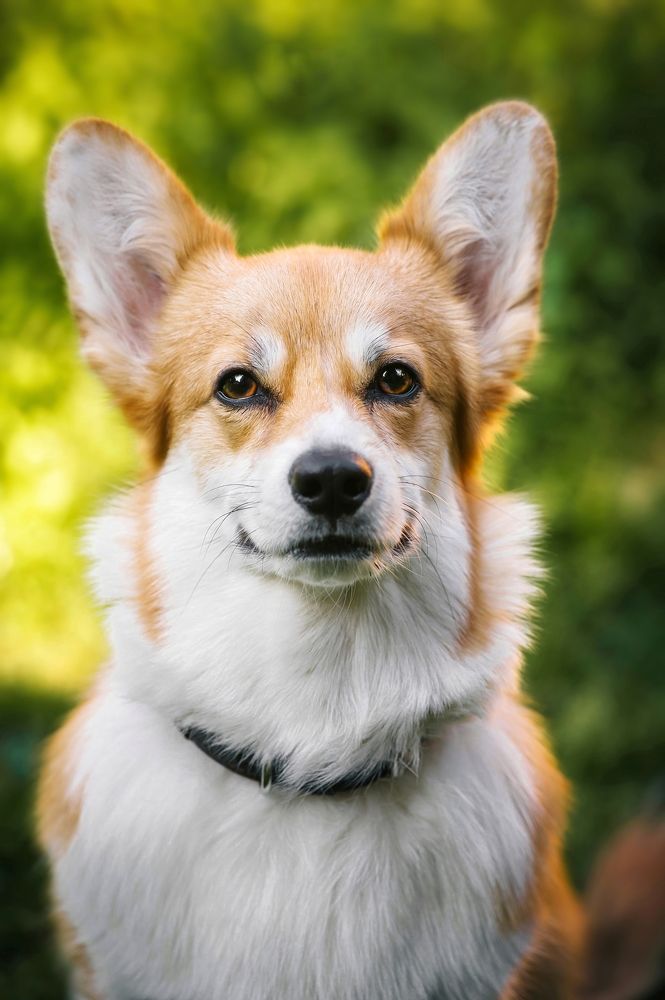 Photograph by Елена Раздвилова