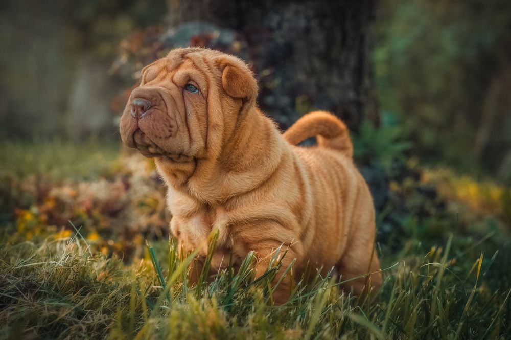 Photograph by Елена Раздвилова