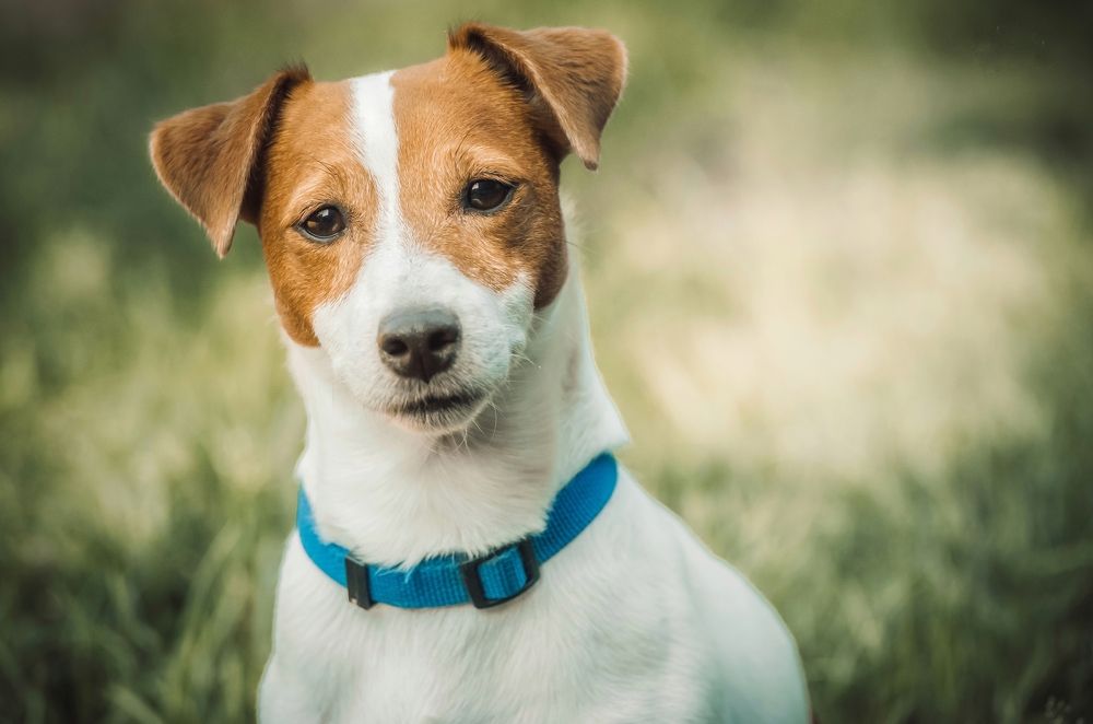 Photograph by Елена Раздвилова