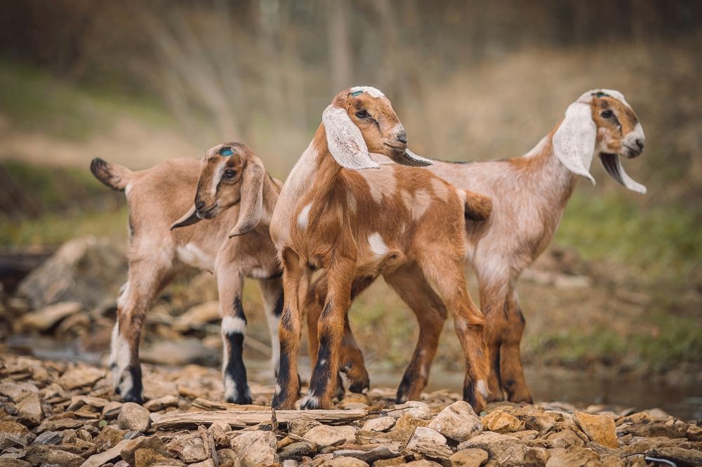 Photograph by Елена Раздвилова