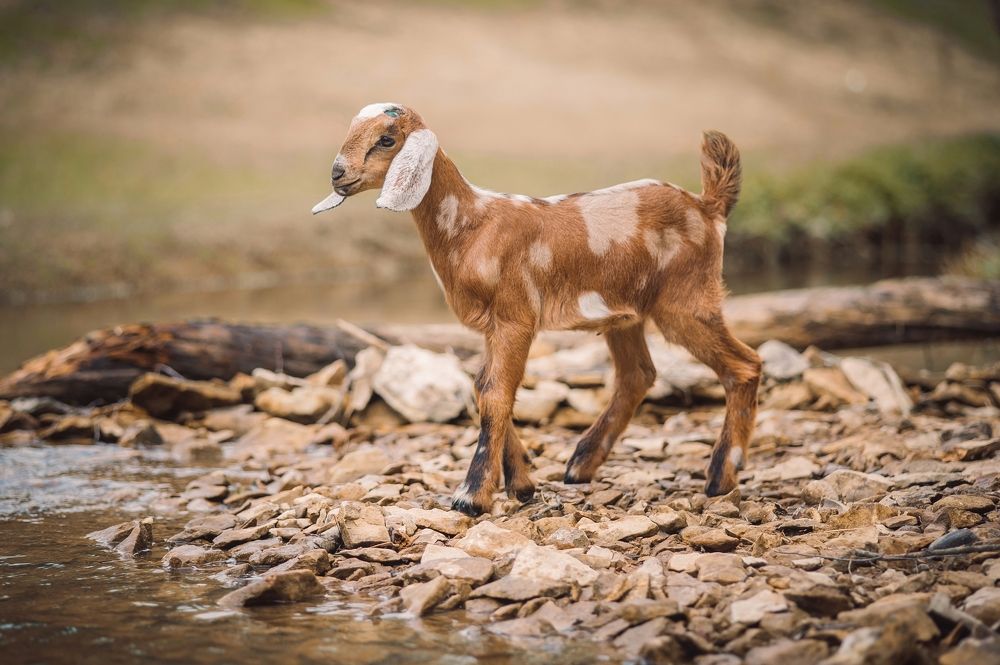 Photograph by Елена Раздвилова