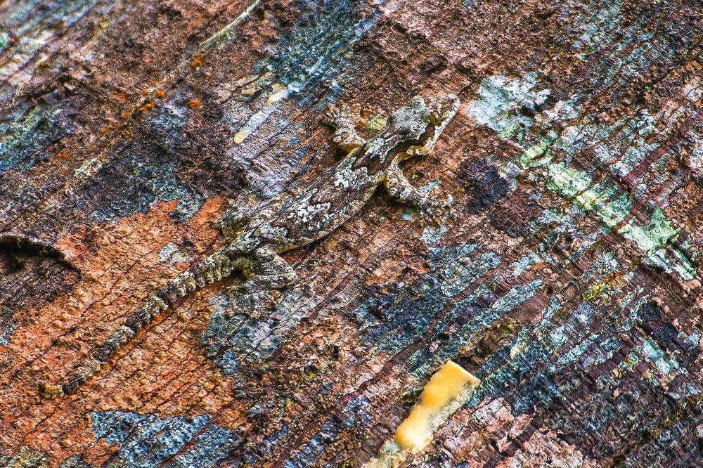 Photograph by Kirkamon Cabello