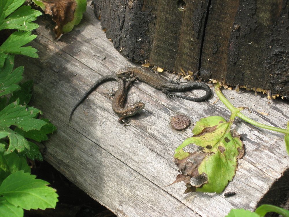 Геральдическое. У поленницы.