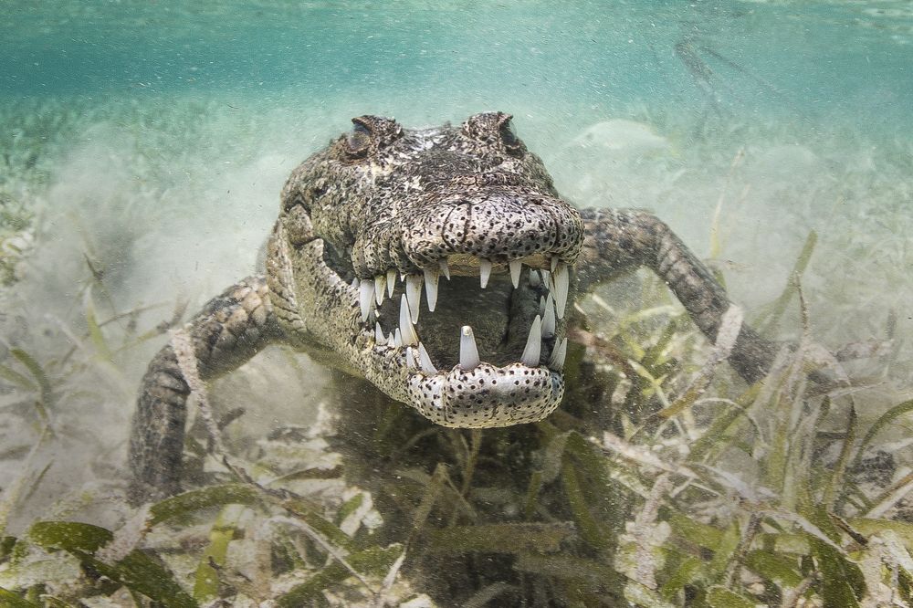 Photograph by Wai Hoe Mok