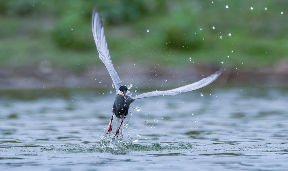 Photograph by Md Rezwan