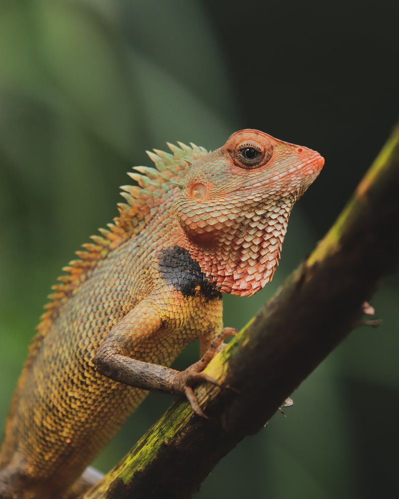 Photograph by Pranav Anil