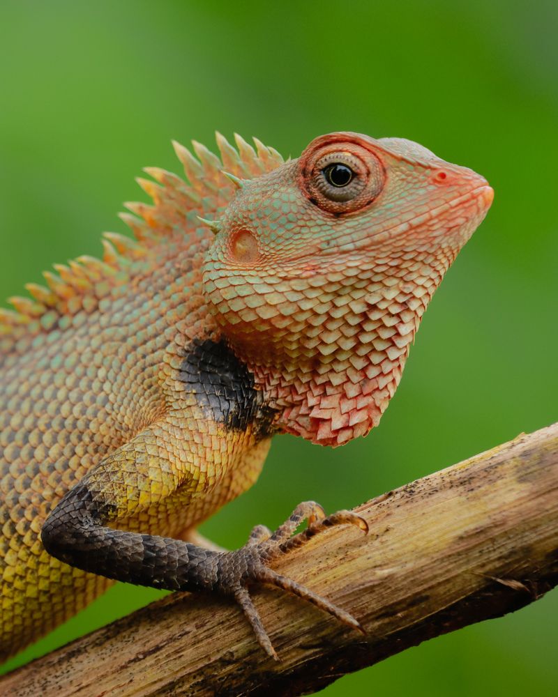 Photograph by Pranav Anil