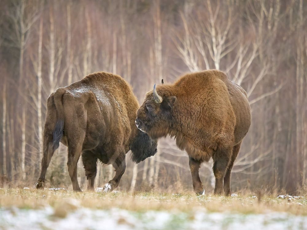 Photograph by Peter Hrubovsky